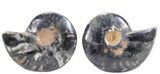 Split Black/Orange Ammonite Pair - Unusual Coloration #55581-1
